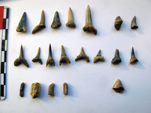 Палеонтологическая коллекция «Старой Сарепты» пополнилась уникальными предметами