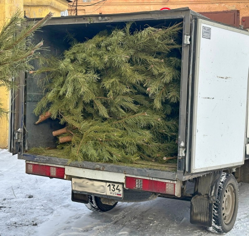 Главная ёлка Волгоградского планетария отправилась помогать животным