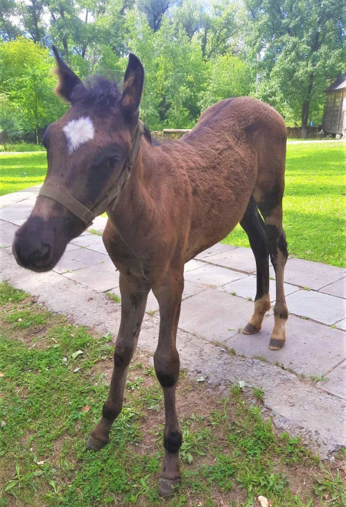 В Иловлинском музее выбирают имя родившемуся там жеребёнку
