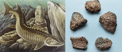 В «Старой Сарепте» покажут древних осетров