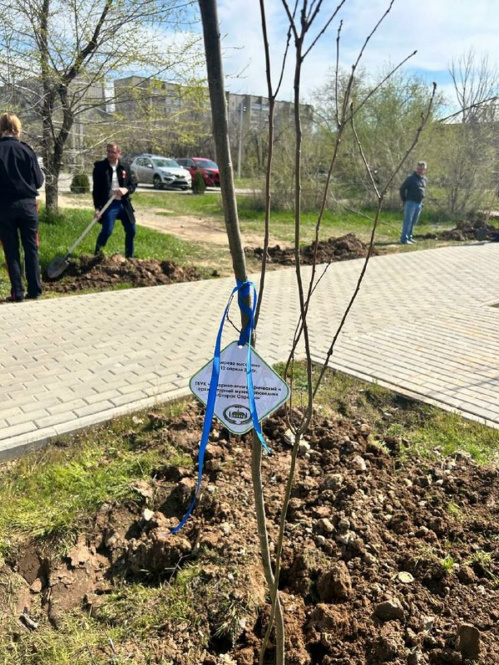 Дерево «Старой Сарепты» появилось в сквере Победы в Красноармейском районе Волгограда