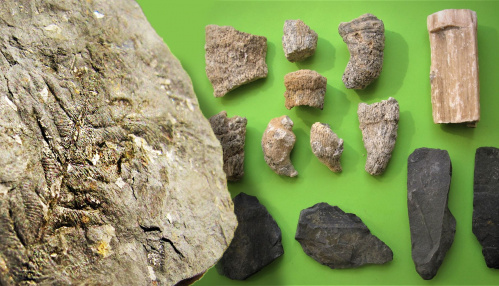 Коллекция «Старой Сарепты» пополнилась новыми палеонтологическими находками