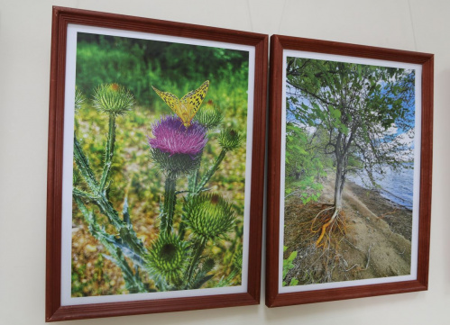 В «Старой Сарепте» открылась фотовыставка волгоградского автора о природе острова Сарпинского 