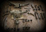 Палеонтологическая коллекция «Старой Сарепты» пополнилась новыми экспонатами Палеонтологическая коллекция «Старой Сарепты» пополнилась новыми экспонатами