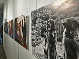 В Музее Машкова проходит фотовыставка, посвящённая животным В Музее Машкова проходит фотовыставка, посвящённая животным